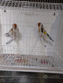 Cardellini ancestrale maschi Mayor