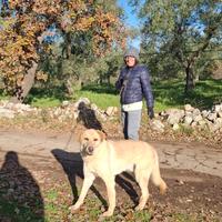 Ciabatta il cucciolo dimenticato in gabbia