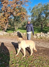 Ciabatta il cucciolo dimenticato in gabbia