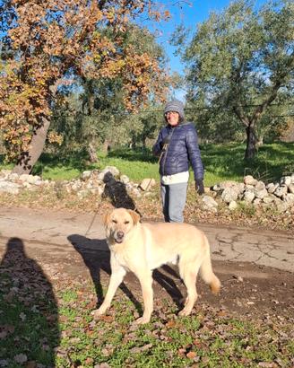 Ciabatta il cucciolo dimenticato in gabbia