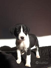 Cucciolo di meticcio american bully xxl