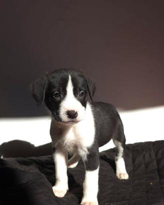 Cucciolo di meticcio american bully xxl