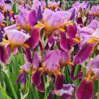 5 rizomi Iris Germanica 