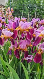 5 rizomi Iris Germanica 