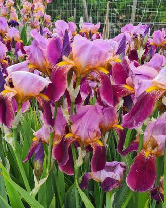 5 rizomi Iris Germanica 