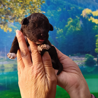 Cuccioli Lagotto Romagnolo con pedigree ROI