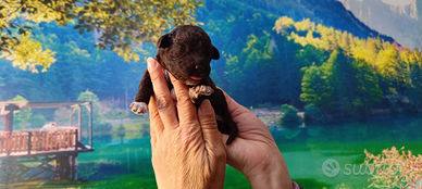 Cuccioli Lagotto Romagnolo con pedigree ROI