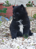 spitz