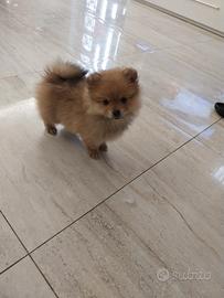 Cucciolo di spitz