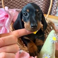 Cuccioli bassotto PEDIGREE ALLEVAMENTO ENCI fci