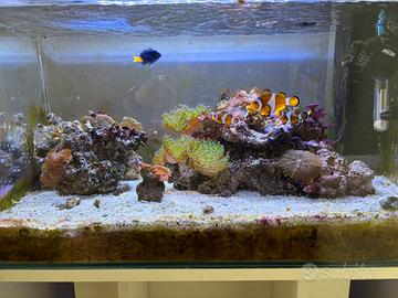 Acquario marino completo