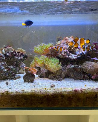 Acquario marino completo