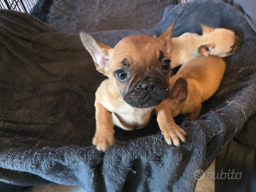 Cuccioli di bulldog francese