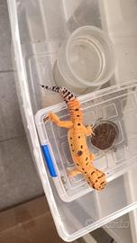 Geco leopardino