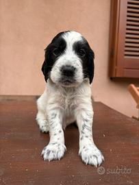 Cucciolo setter inglese alta genealogia