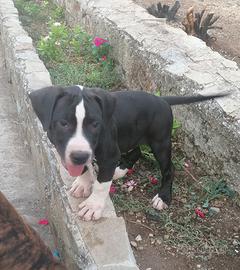 American Pitbull Terrier UKC