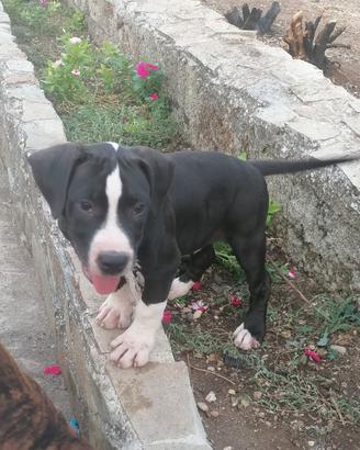 American Pitbull Terrier UKC
