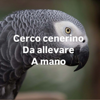 Cenerino da allevare a mano