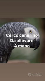 Cenerino da allevare a mano