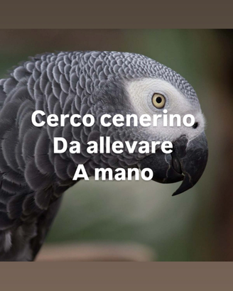 Cenerino da allevare a mano