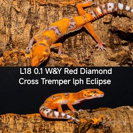 Gechi leopardini 