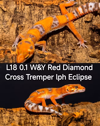 Gechi leopardini 