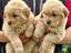 Immagine 19