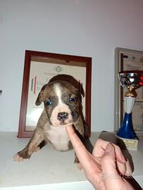 Amstaff