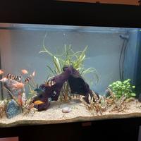 Acquario Juwel Rio 125