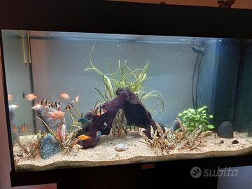 Acquario Juwel Rio 125