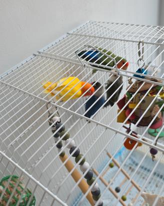 2 Coppie di inseparabili 