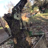 Prunus mahaleb,malebo