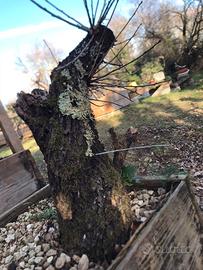 Prunus mahaleb,malebo