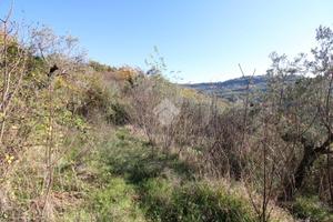 TER. AGRICOLO A SALISANO