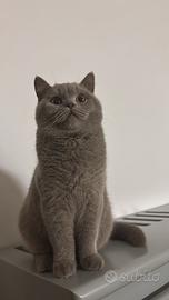 British shorthair