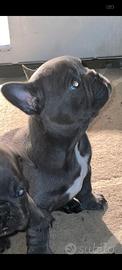 Bulldog francese