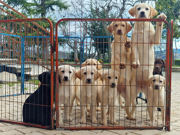 Labrador Retriever