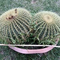 sedile della suocera