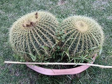 sedile della suocera