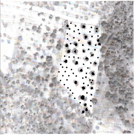 Uliveti a San Giovanni Rotondo