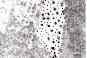 Uliveti a San Giovanni Rotondo