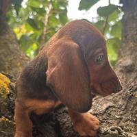 Cucciolo bassotto kaninken/nano