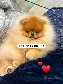 Spitz tedesco nano (volpino di pomerania)