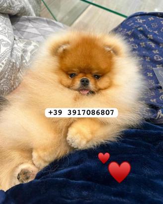 Spitz tedesco nano (volpino di pomerania)