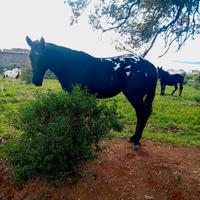 Cavalla puledra appaloosa