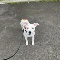 Pitbull / amstaff