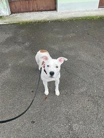 Pitbull / amstaff