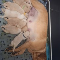 Cuccioli labrador