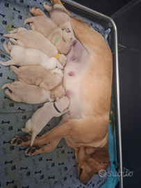 Cuccioli labrador