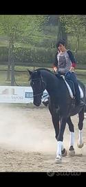 Cavallo in fida